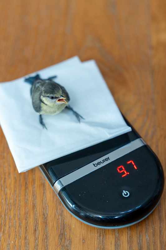 Eintreffen eines Jungvogels in der Station