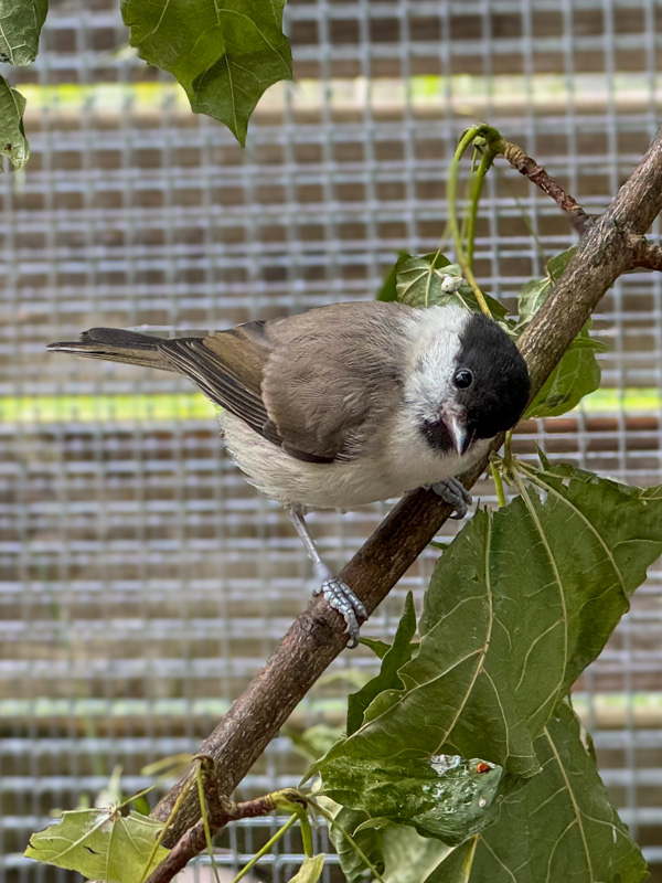 Vogel in der Natur