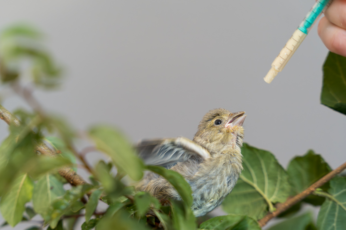 Jungvogel wird mit einer Spritze gefüttert