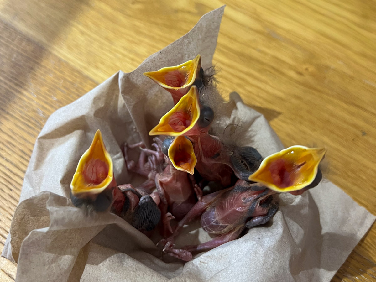Fünf nackte Star-Nestlinge in einem mit Papier ausgekleideten Körbchen mit weit geöffneten Schnäbeln