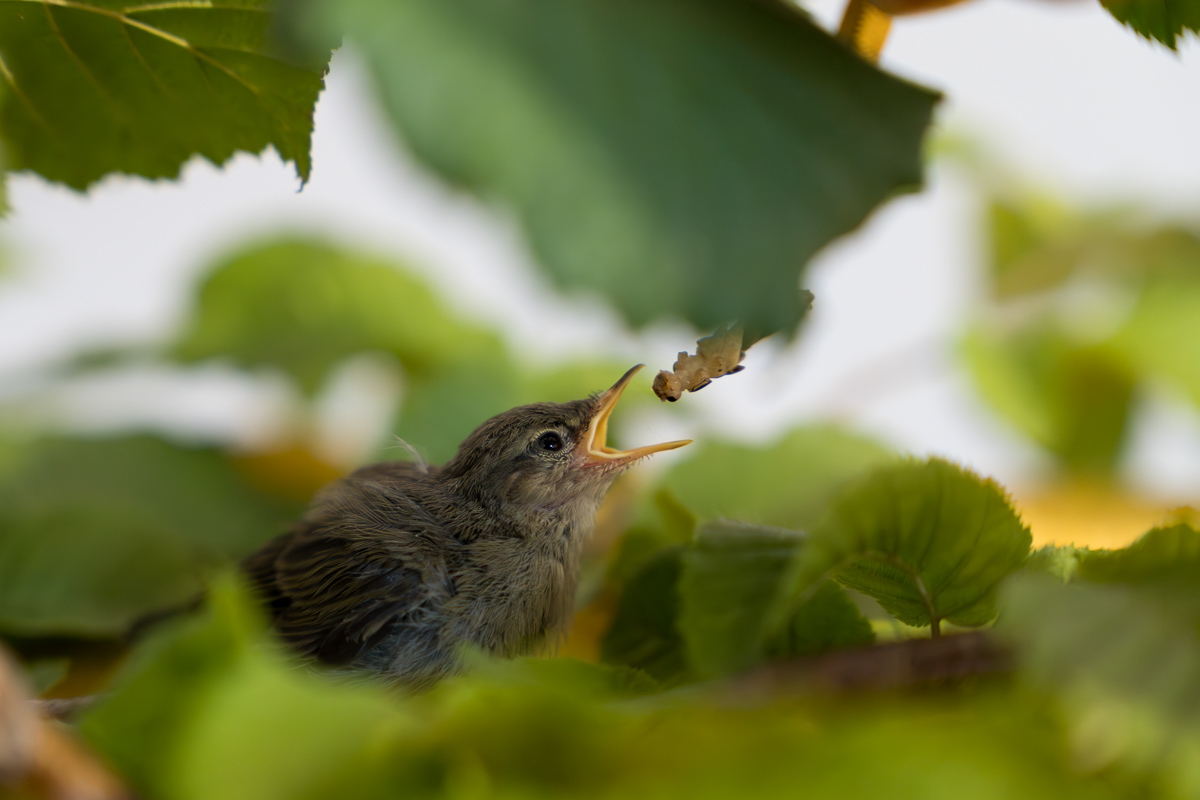 Jungvogel auf einem Zweig wird mit einem Stäbchen gefüttert