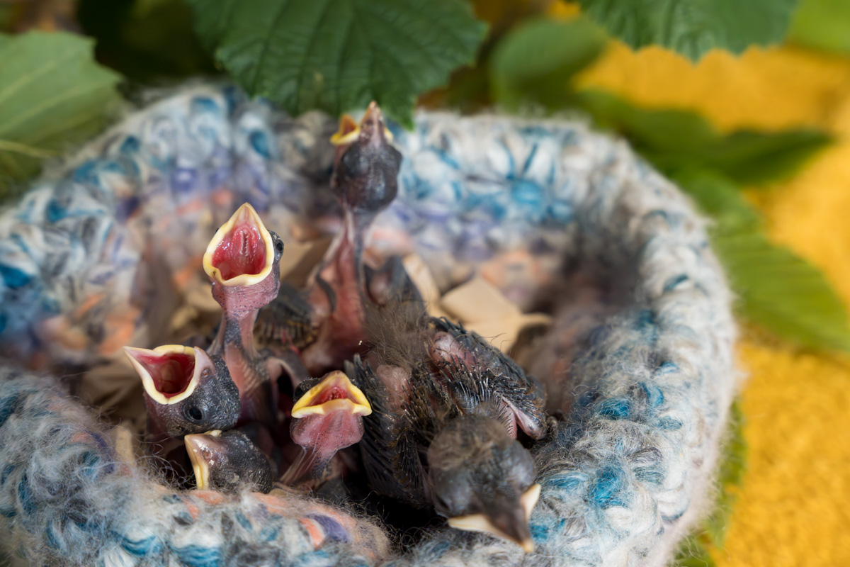 Jungvögel in einem handgehäkelten bunten Wollkörbchen